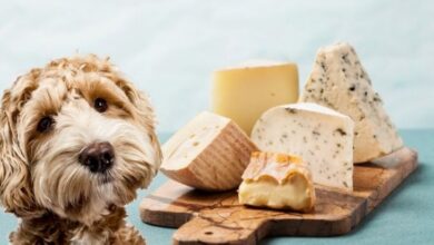 köpekler peynir yiyebilir mi