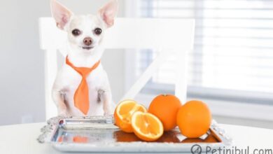 köpekler portakal yer mi
