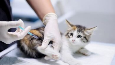 kedilerde lösemi aşısı gerekli mi