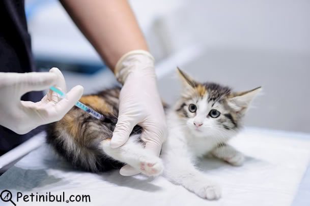 kedilerde lösemi aşısı gerekli mi