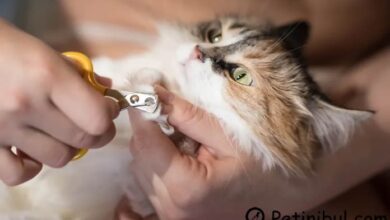 kedi tırnağı nasıl kesilir
