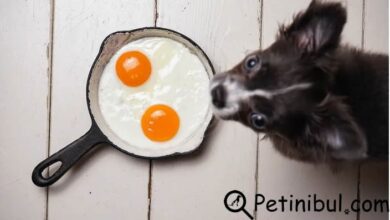 köpekler yumurta yiyebilir mi
