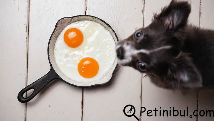 köpekler yumurta yiyebilir mi