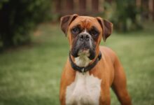 boxer