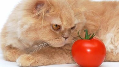 kedi domates yer mi