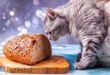 kedi ekmek yer mi