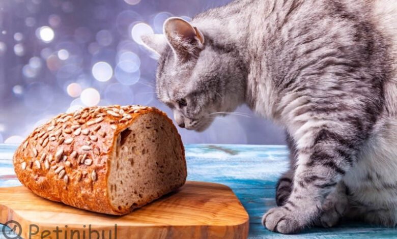 kedi ekmek yer mi