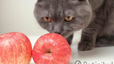 kedi elma yer mi