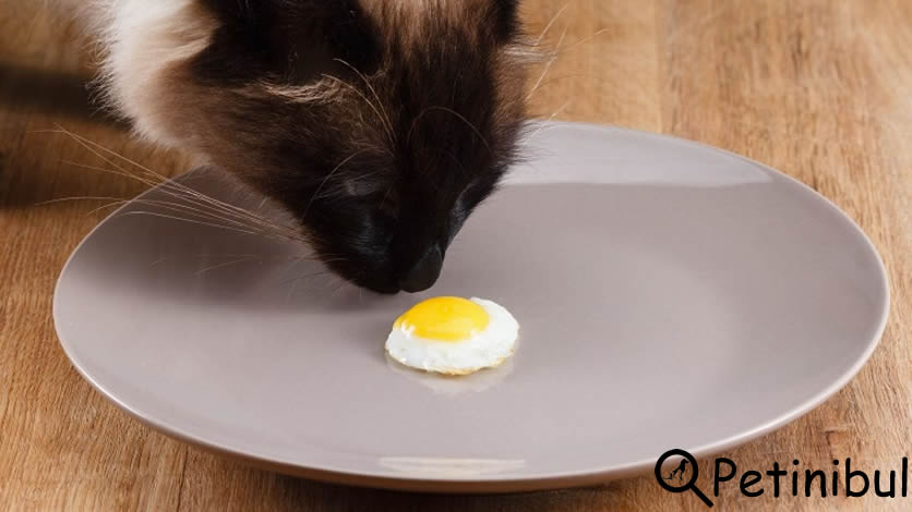 kedi yumurta yer mi