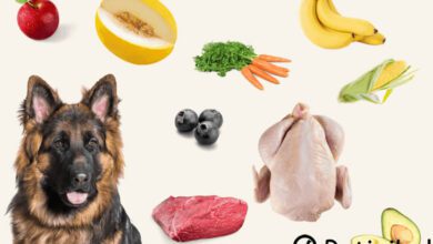 alman kurdu neyle beslenir