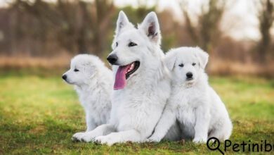 beyaz tüylü köpekler için beslenme rehberi