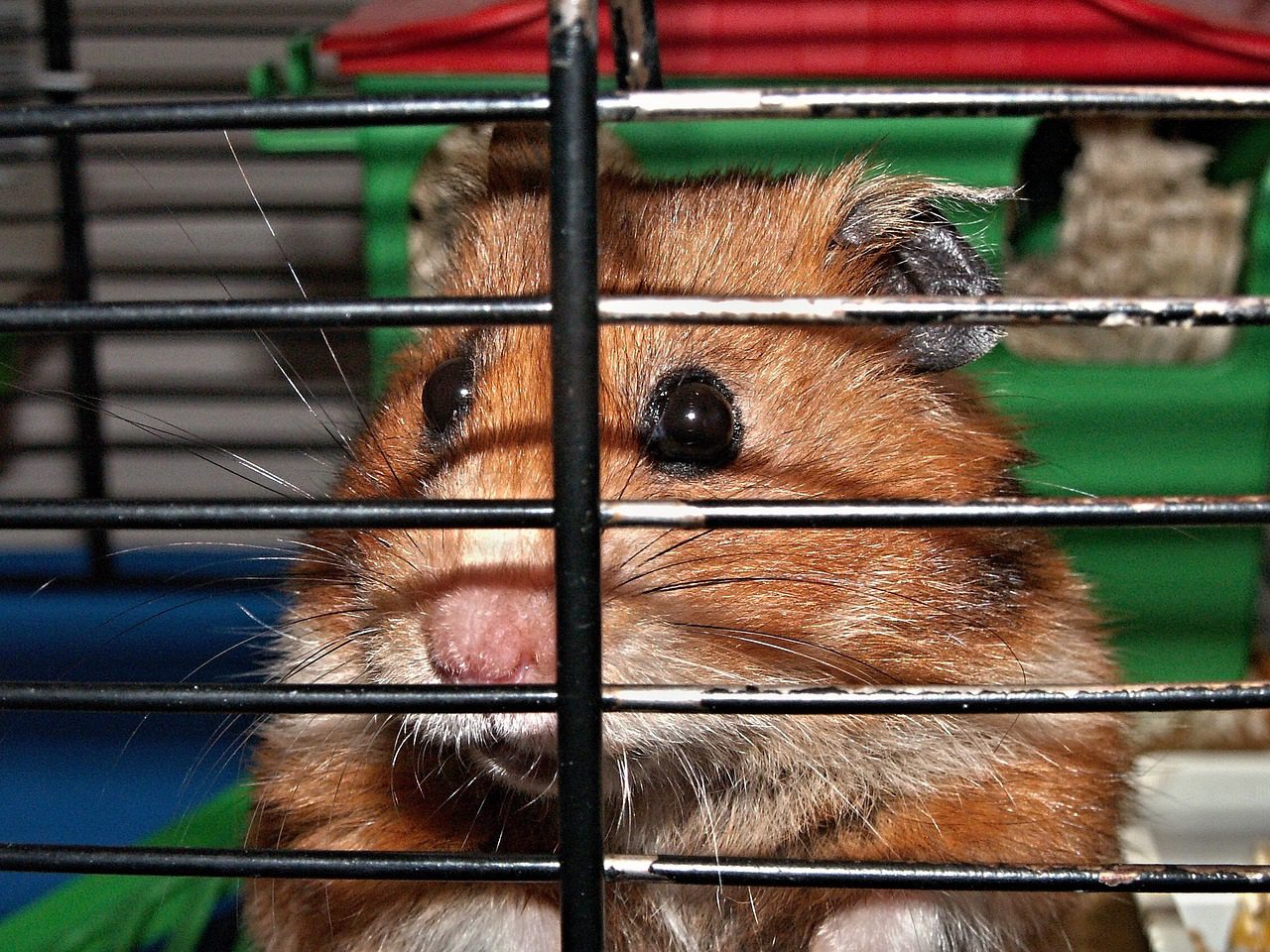 hamster kafesi nasıl olmalı