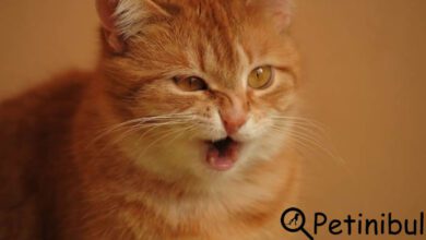 kediler neden hıçkırır