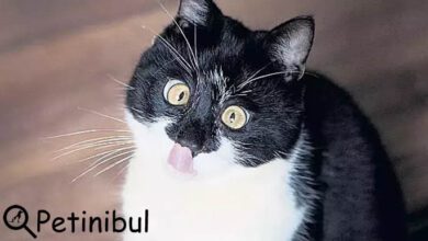 kedilerde göz kayması