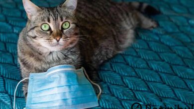 kedilerden insanalra geçen hastalıklar