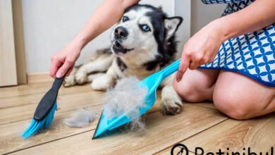 köpek tüyü yutulması