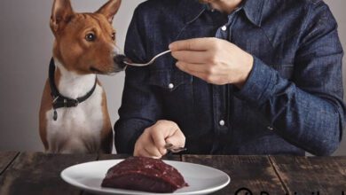 köpekler ciğer yiyebilir mi