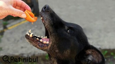 köpekler kayısı yiyebilir mi