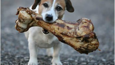 köpekler kemik yiyebilri mi