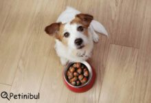 köpekler kestane yiyebilir mi