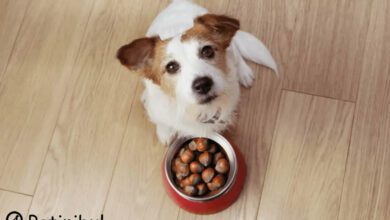 köpekler kestane yiyebilir mi