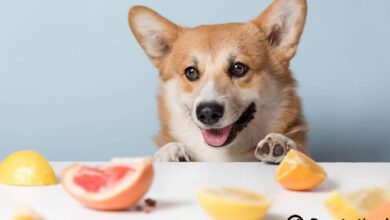 köpekler meyve yiyebilir mi
