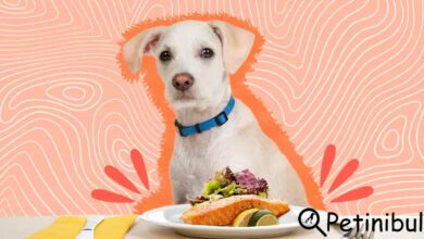 somon yağının köpekler üzerindeki şaşırtıcı etkileri