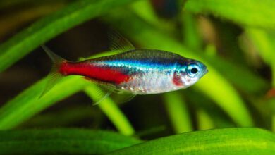 Neon tetra