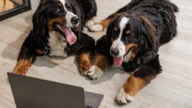 Bernese Mountain Dog