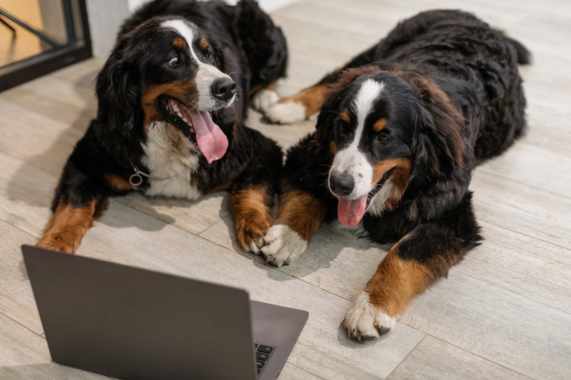 Bernese Mountain Dog Bakımı