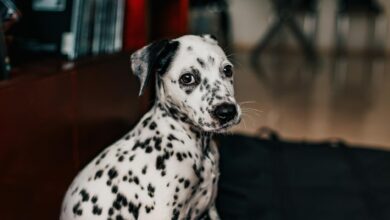 Dalmatian