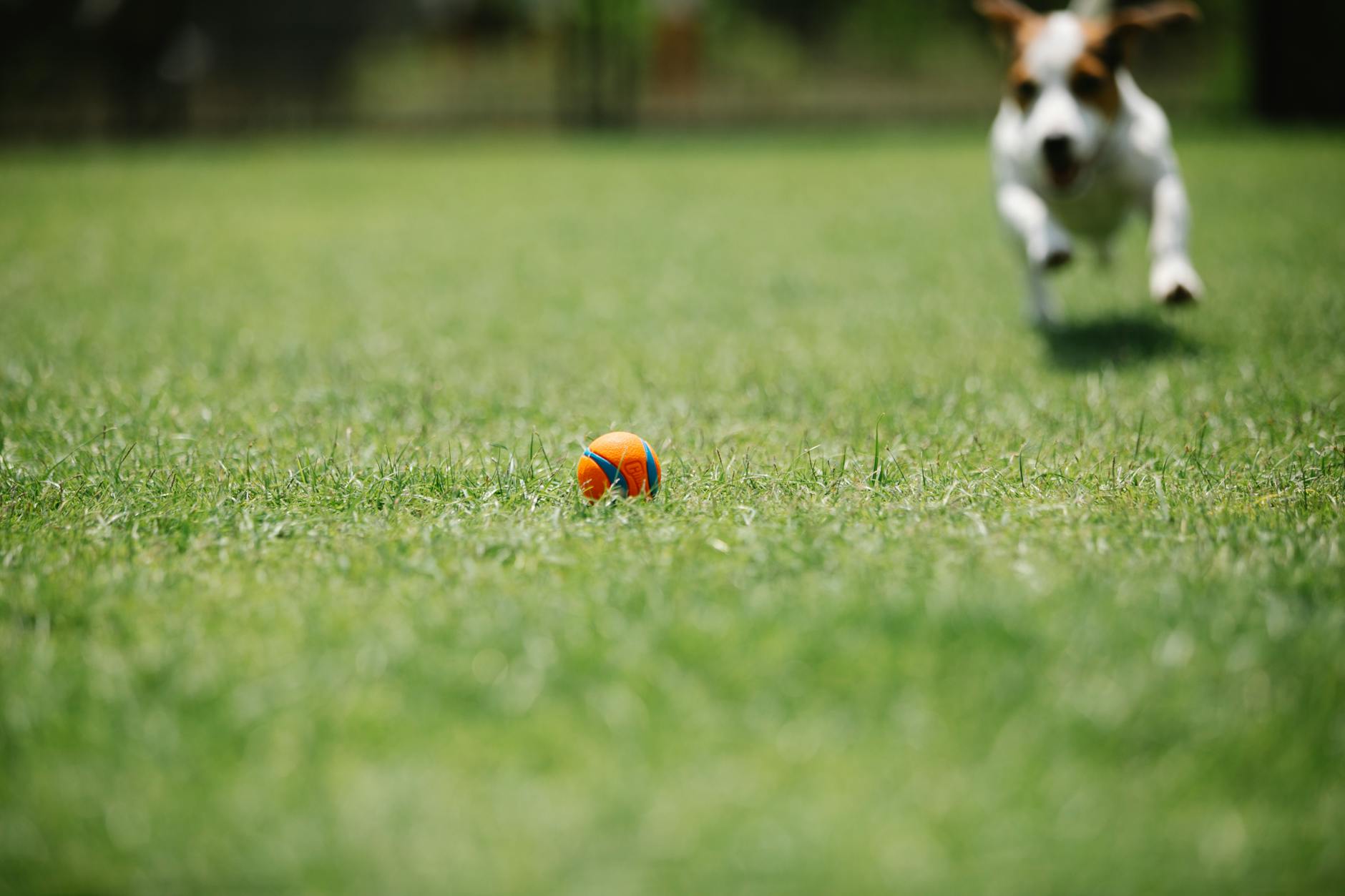 Jack Russell Terrier