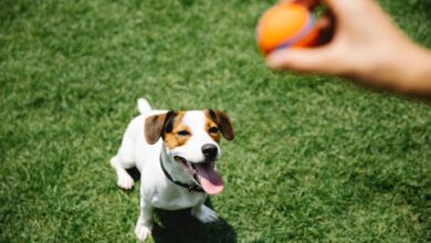 Köpeklerin tüketebileceği sebzeler nelerdir?