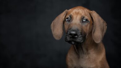 Rhodesian Ridgeback