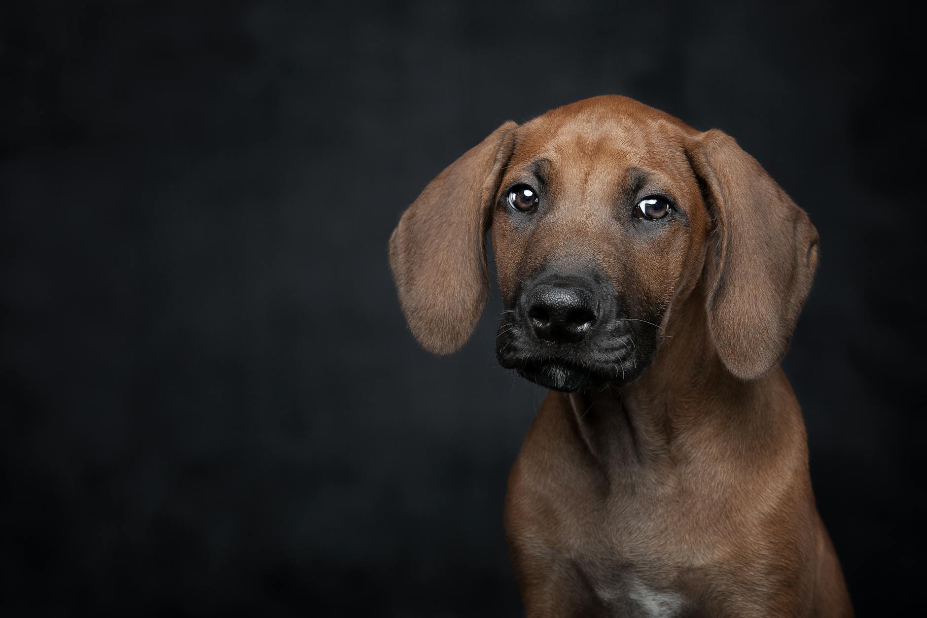 Rhodesian Ridgeback