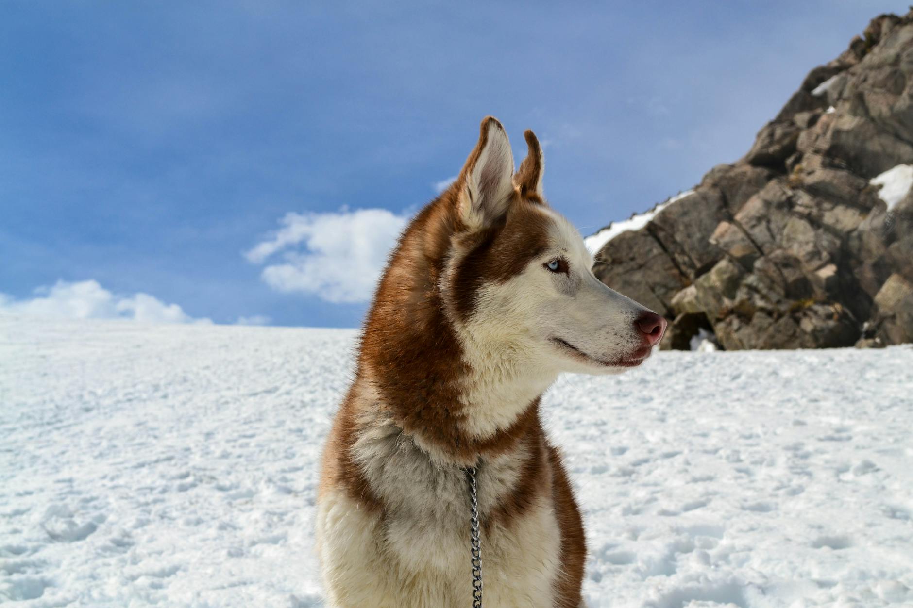 Siberian Husky