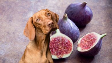 köpekler incir yiyebilir mi