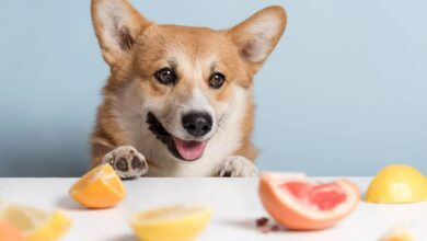 köpekler narenciye meyveleri yiyebilir mi