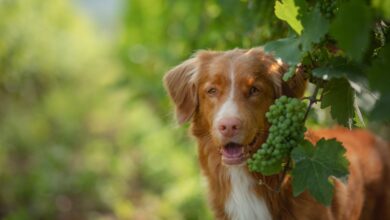 köpekler üzüm yer mi