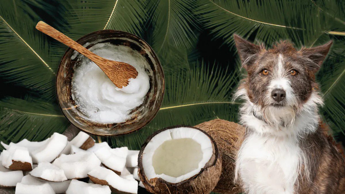 köpekler ve hindistan cevizi yağı