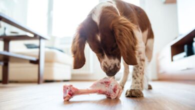 köpeklerin et ve kemik tüketimi