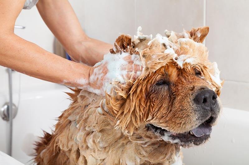 köpekler nasıl yıkanır
