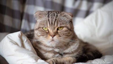 kedilerin ruh halini anlamanın yolları