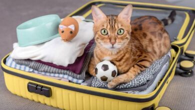 kedimle seyahat ederken nelere dikkat etmeliyim