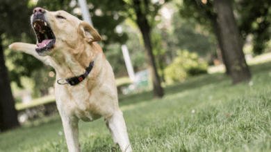 köpekler neden havlar