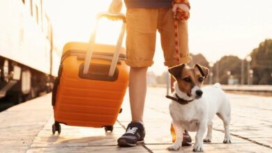 köpeğimle seyahat ederken nelere dikkat etmeliyim