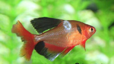 balıklarda mantar hastalığı