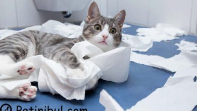 kedilerde kanlı ishal