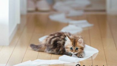 kedim ishal ama halsiz değil