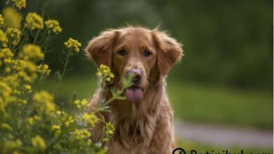 köpek yarasına kantaron yağı